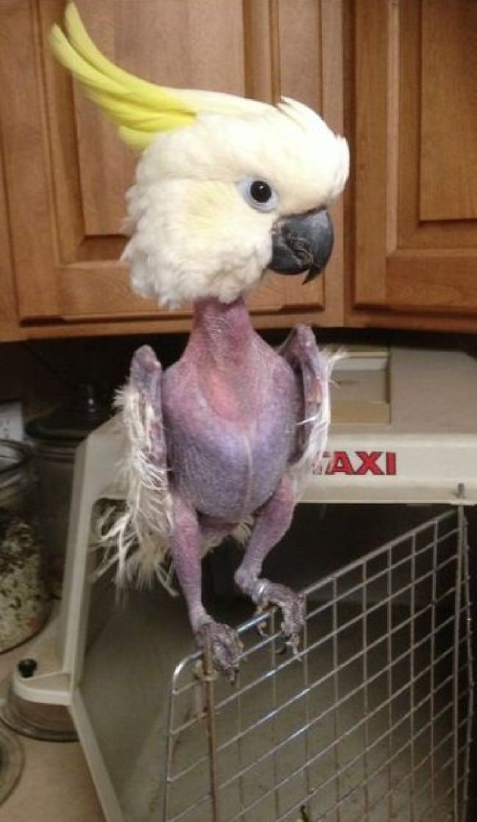 Попугай Алло