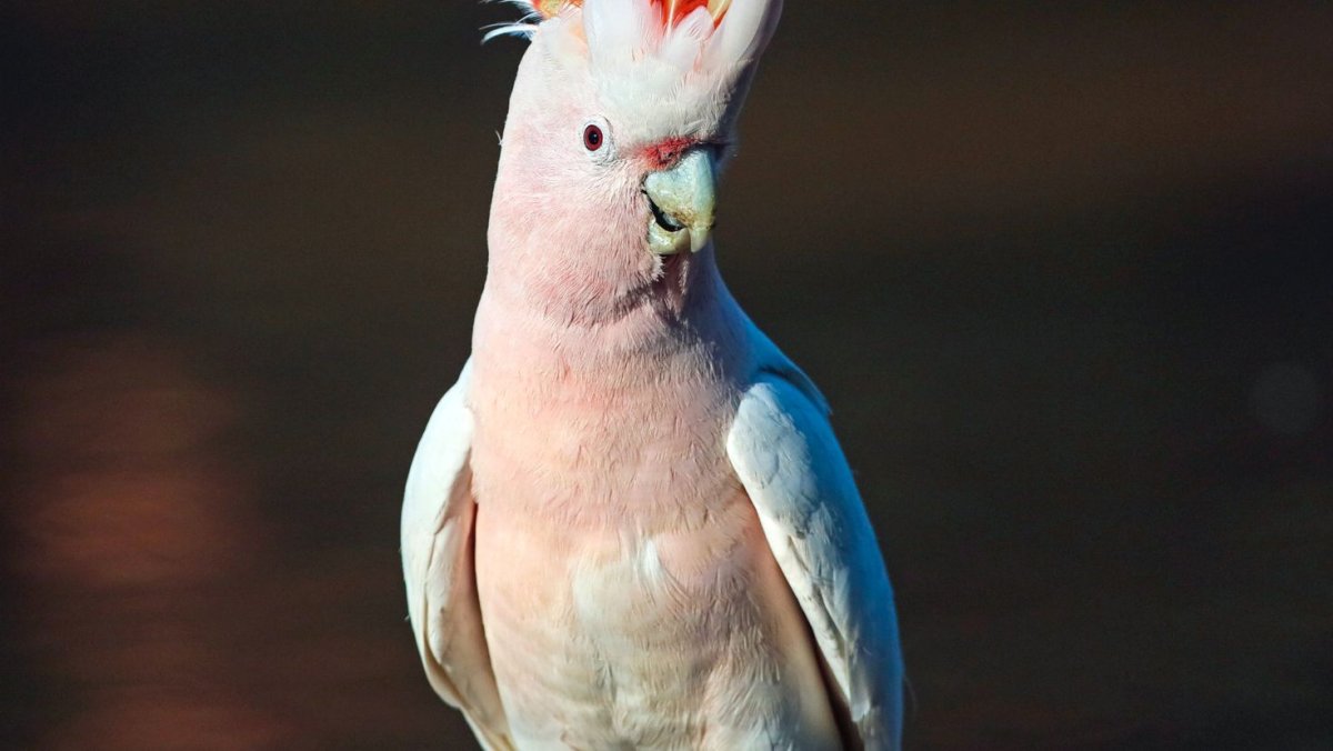 Лысый попугай Какаду