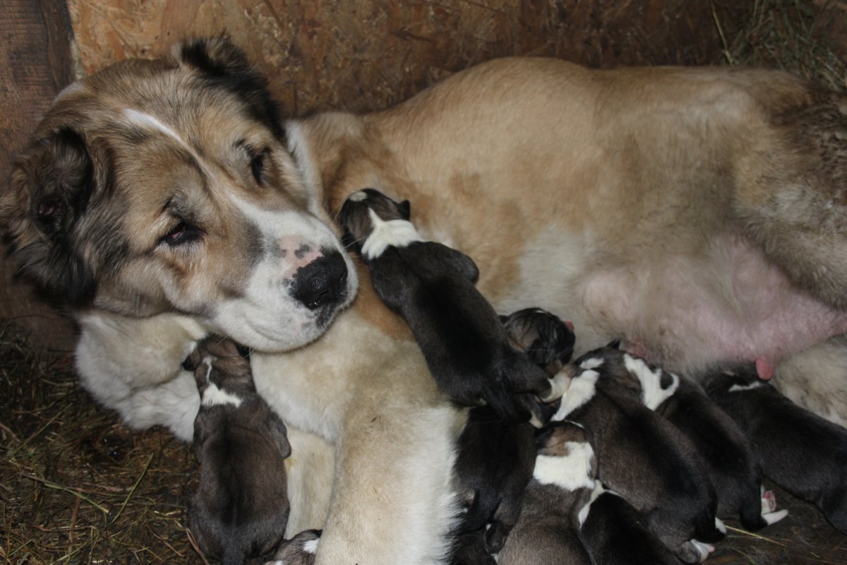 Алабай туркменский волкодав