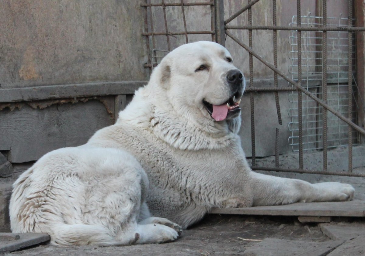 Туркменский алабай кангал