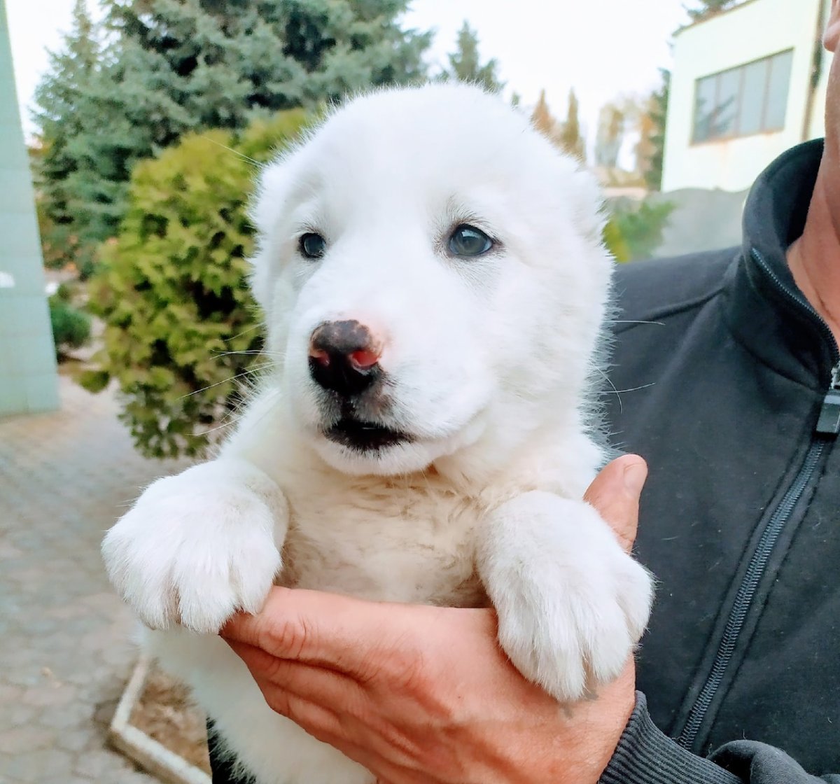 Среднеазиатская овчарка алабай щенки