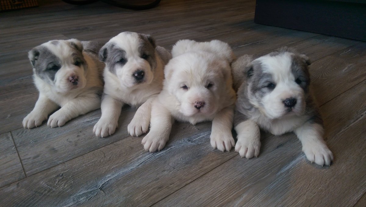 Милые щенки алабая