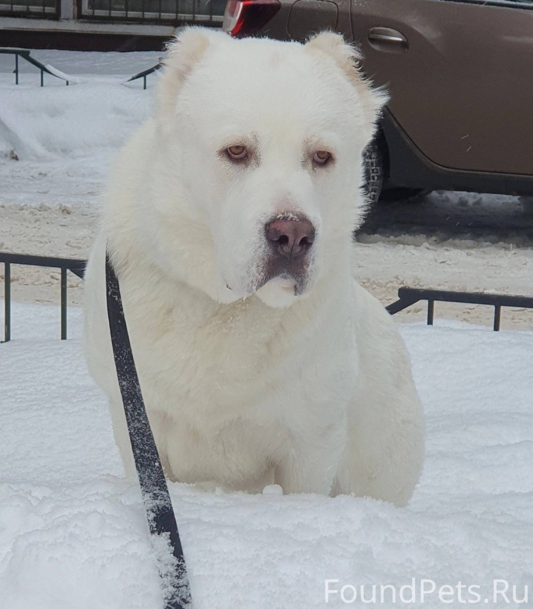 Армянский алабай Гампр