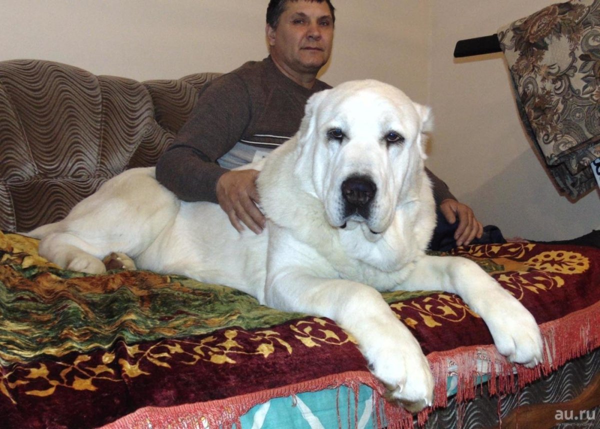 Алабай и щенки алабая