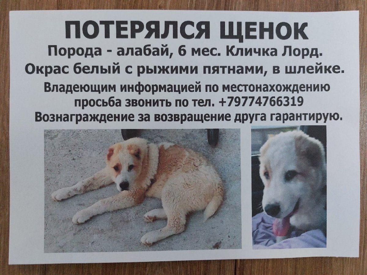 Среднеазиатская овчарка акварелью