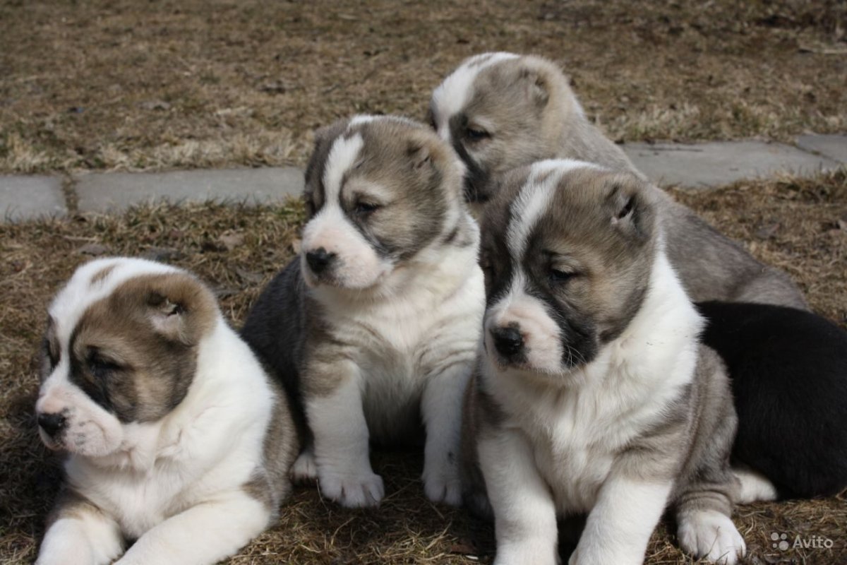 Собачьи бои волкодав 2022