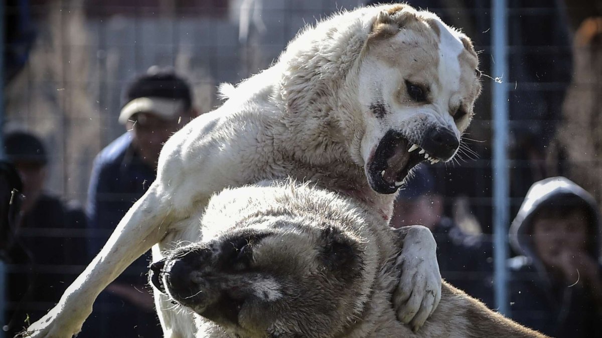 Алабай и щенки алабая