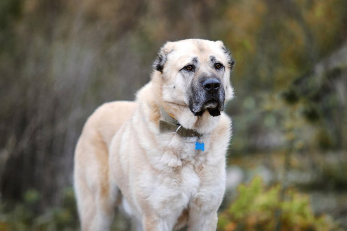 Алабай Цезарь Уфа