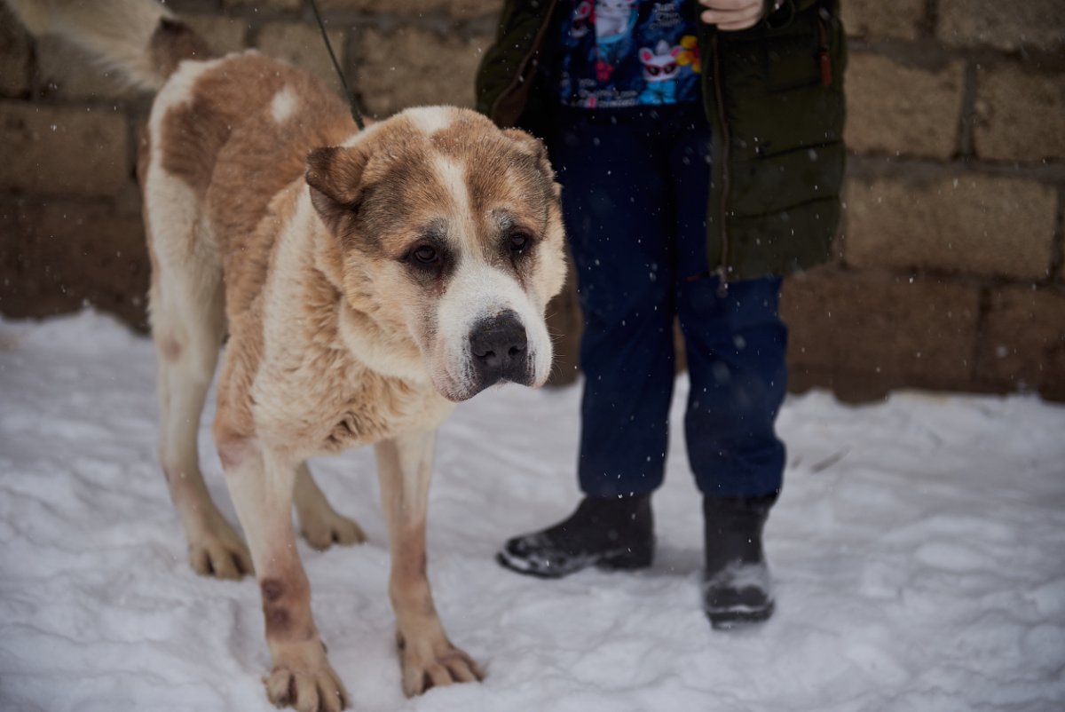 Любимец Тула ВК