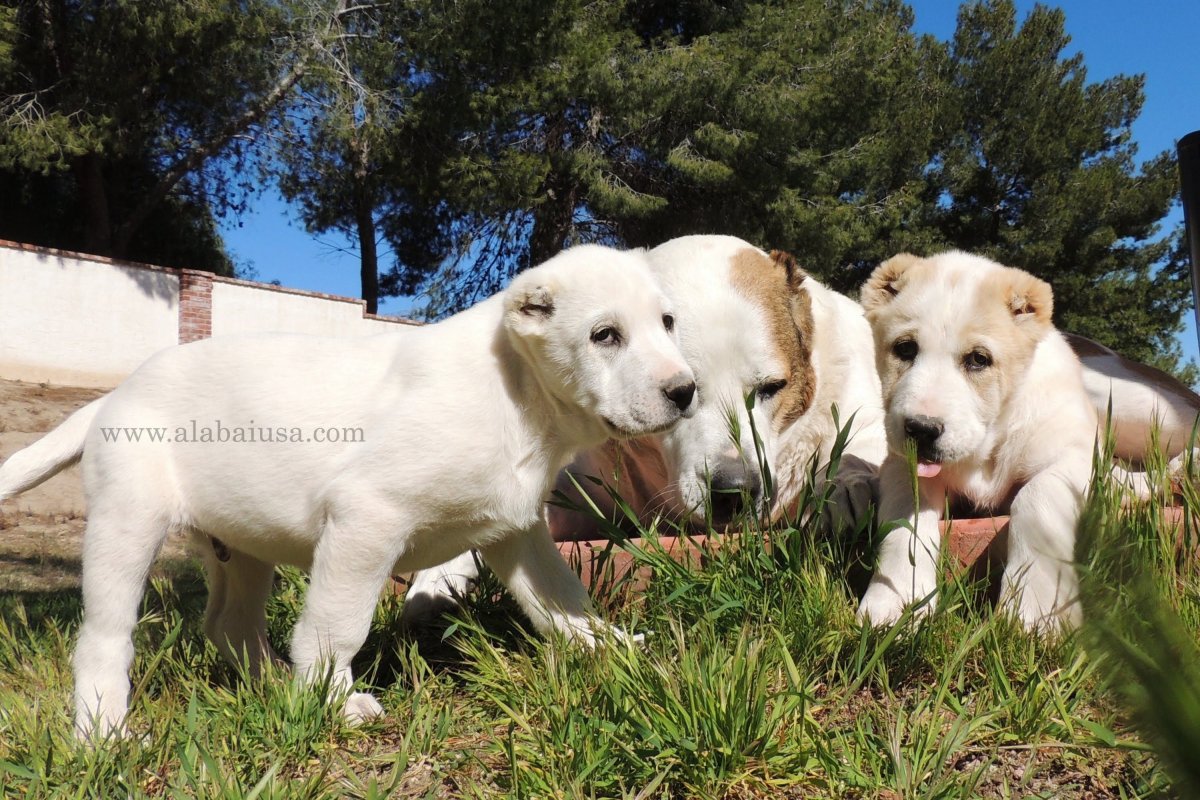 Кавказская и Среднеазиатская овчарка