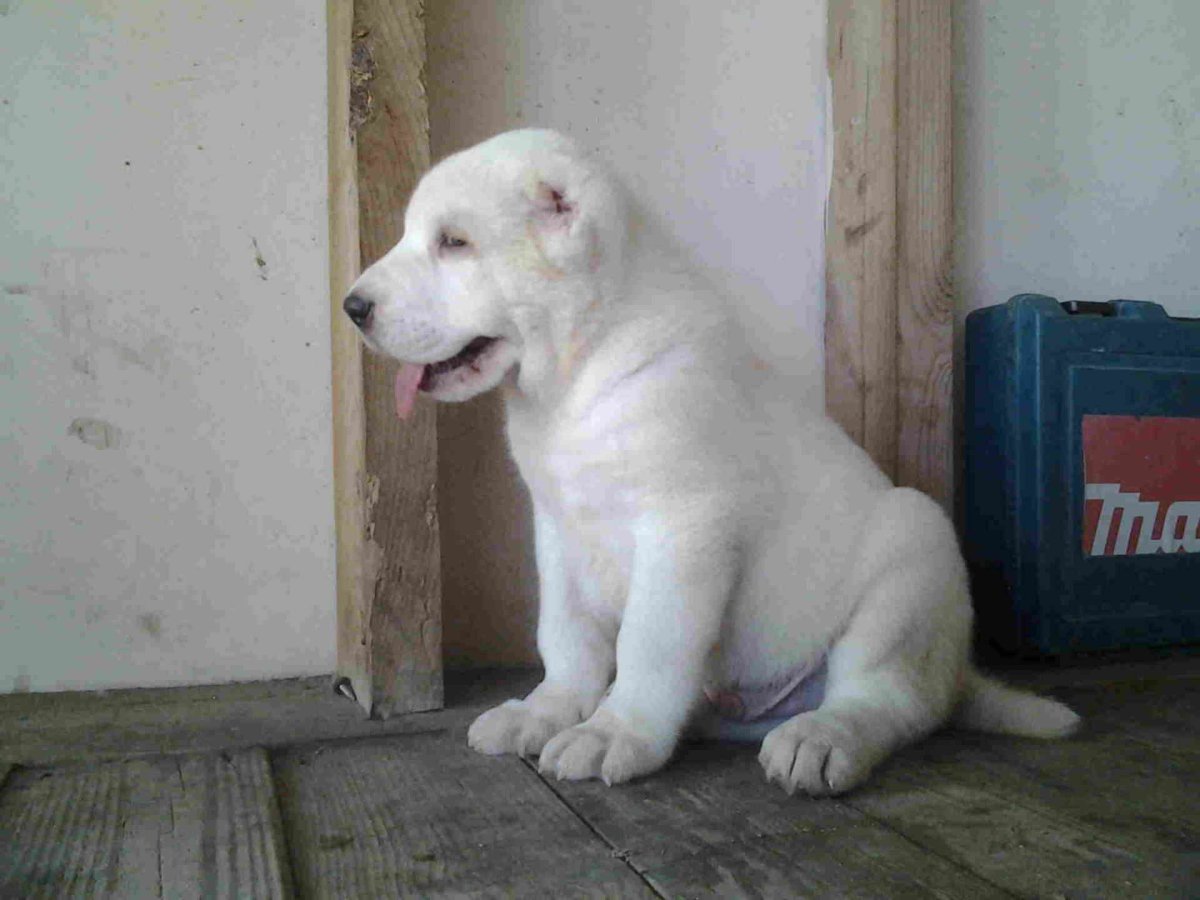 Алабай Таджикистан