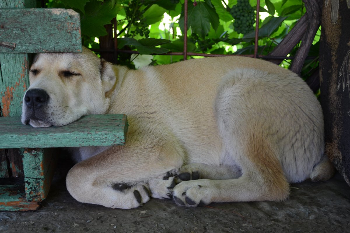 САО овчарка алабай