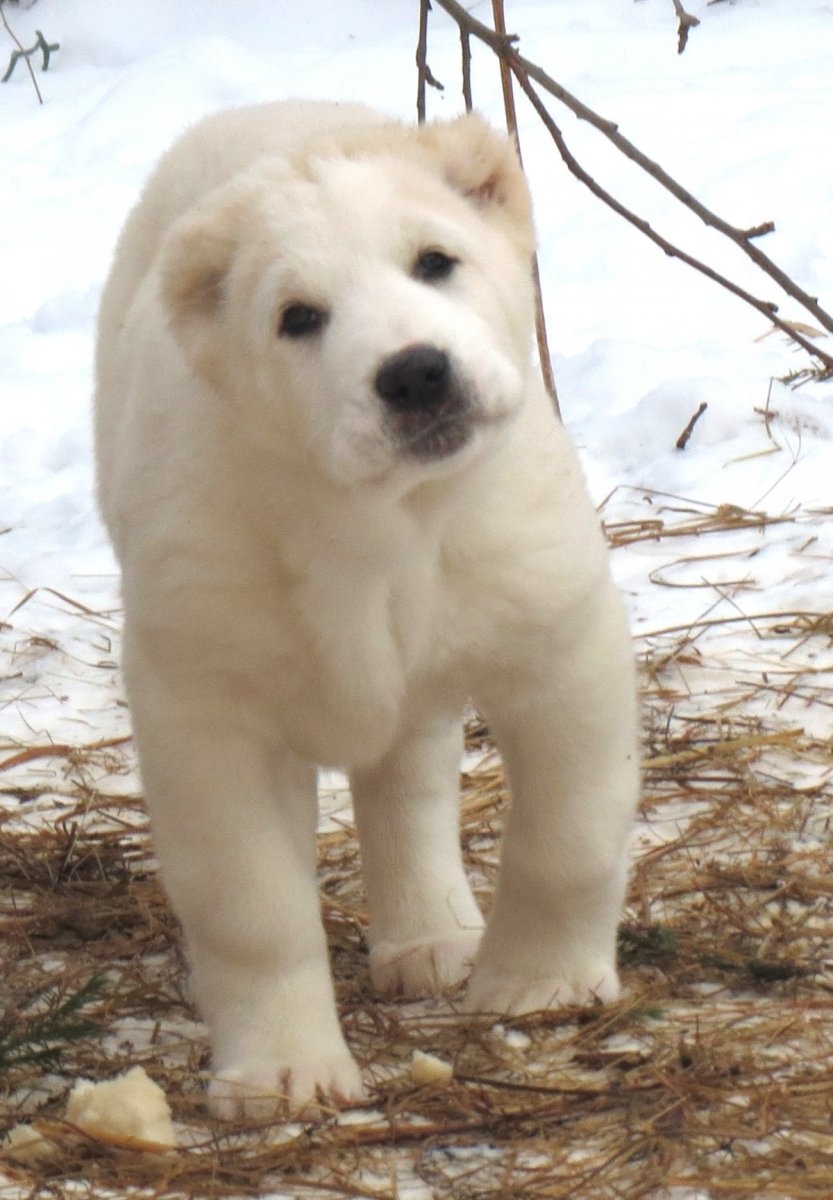 Гампр армянский волкодав
