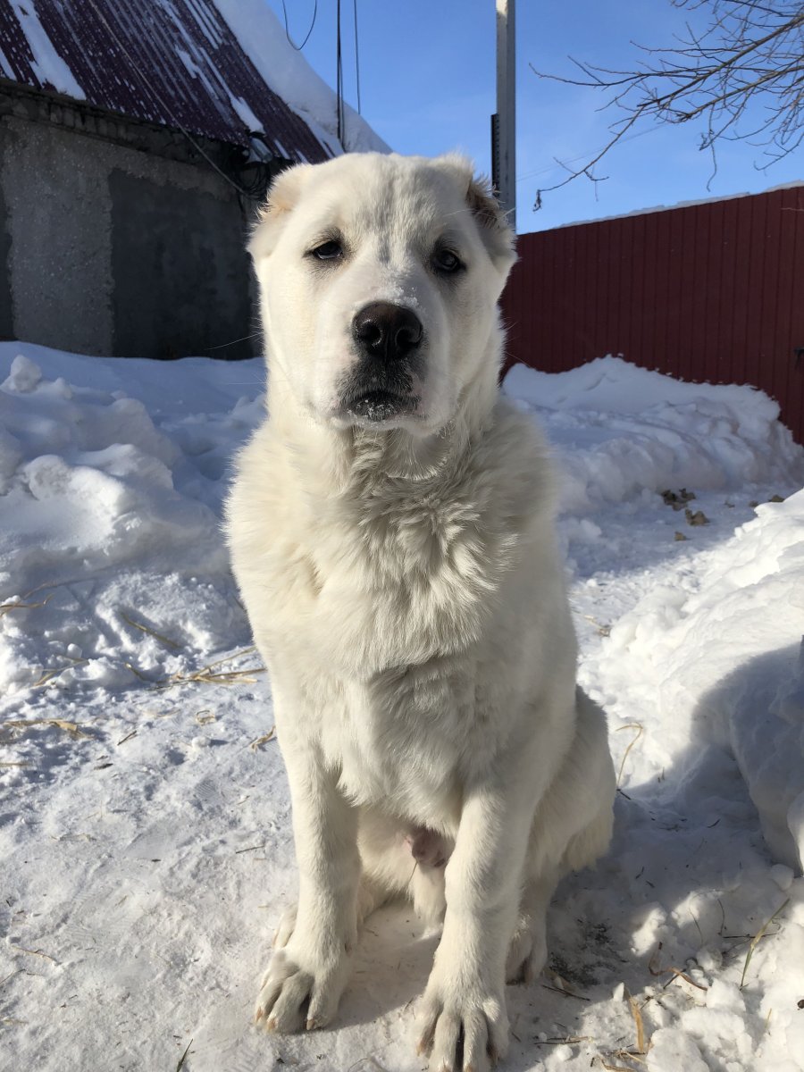 Тигровый алабай