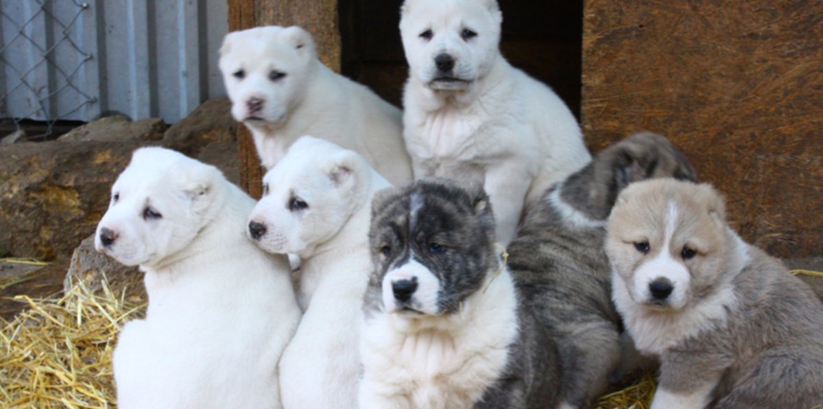 Армянская овчарка Гампр