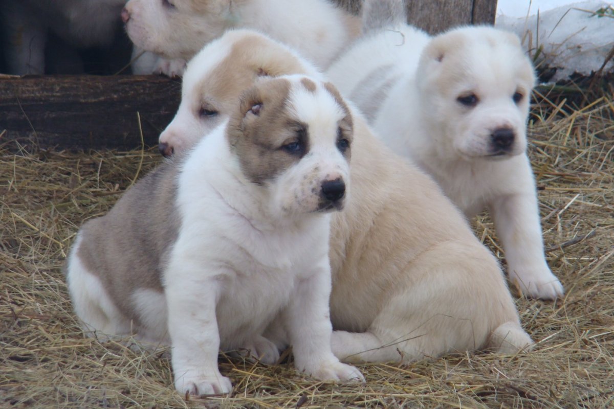 Щенки алабай ролики