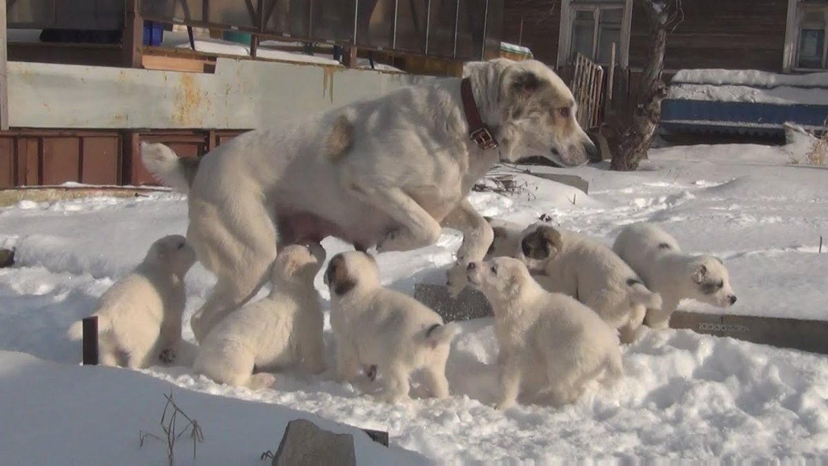 Турецкий алабай