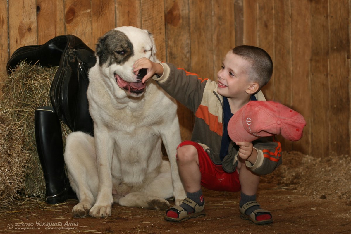 Алабай родословная