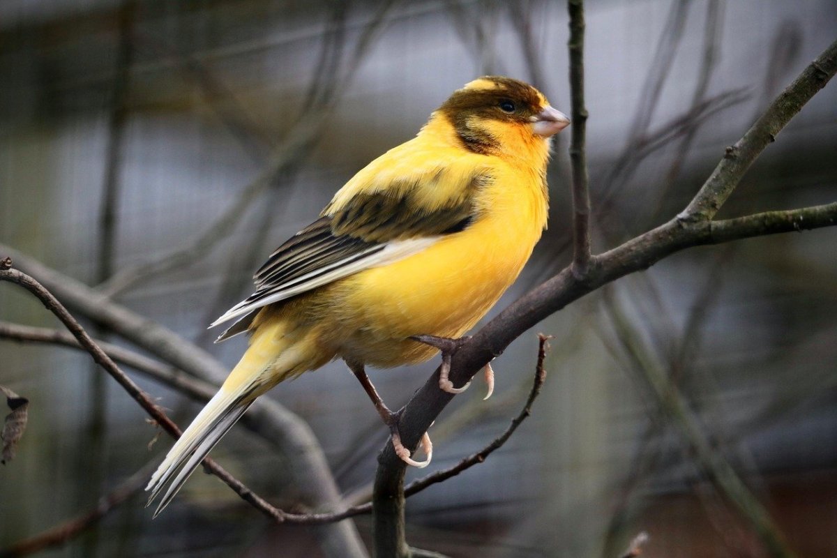 Пеночка пересмешка птица