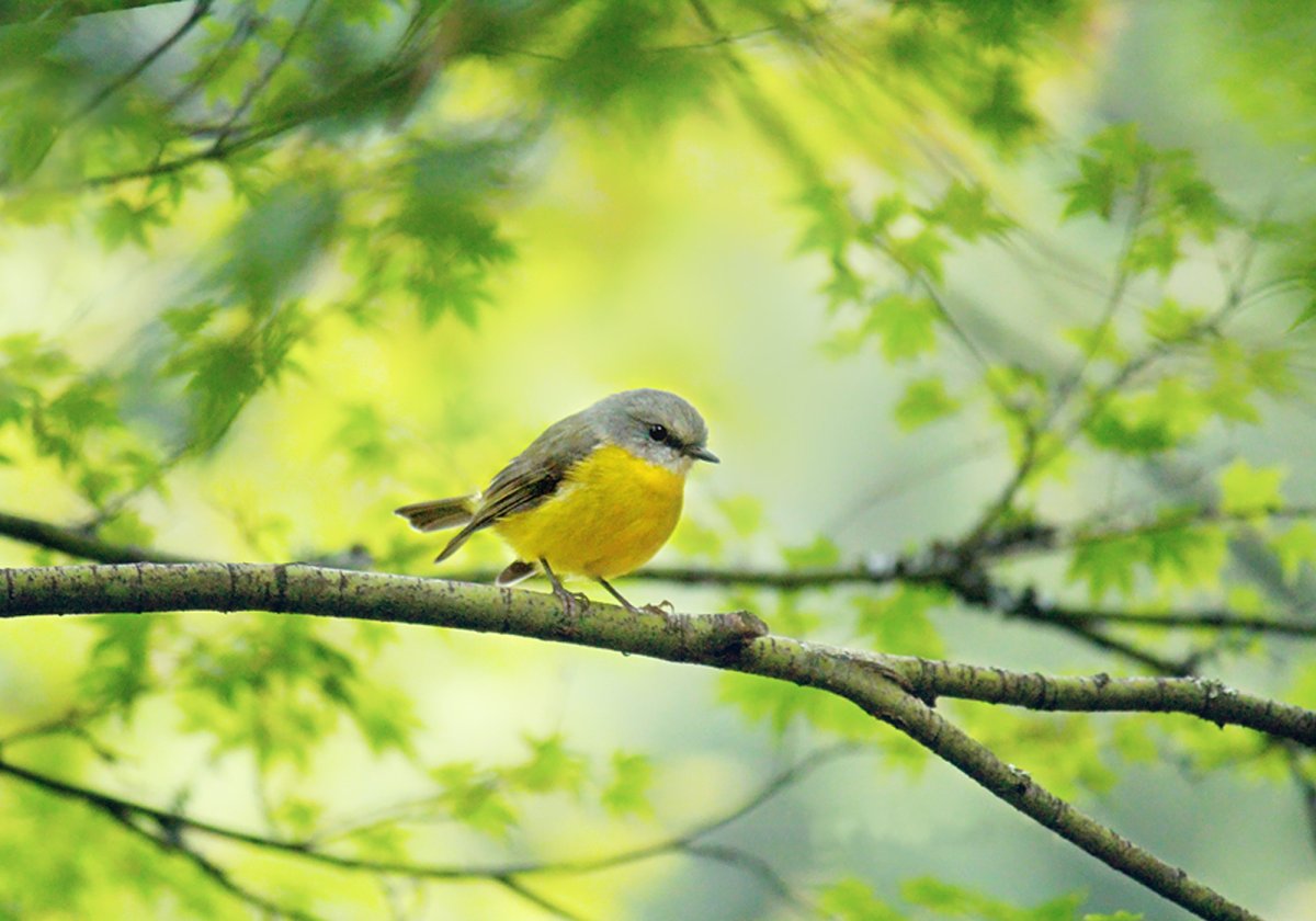 Зеленушка обыкновенная птенец