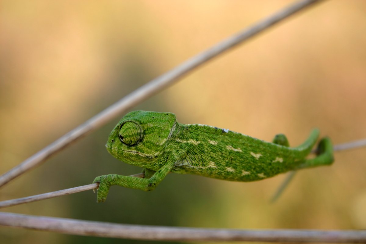 Харагуанский сферо