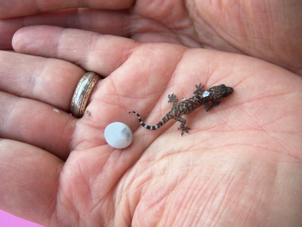 Дракон настоящий