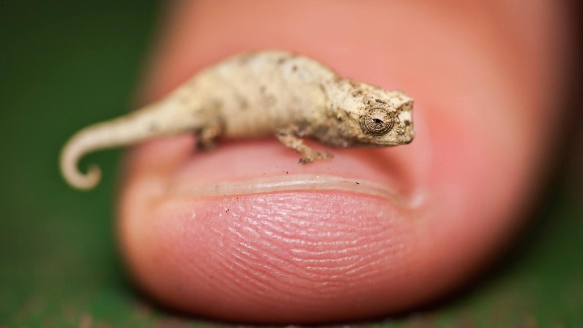 Ящерица геккон эублефар укус