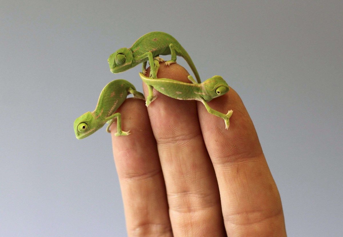 Йеменский хамелеон детеныш