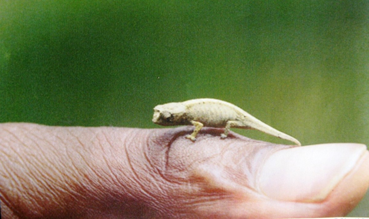 Хамелеон брукезия