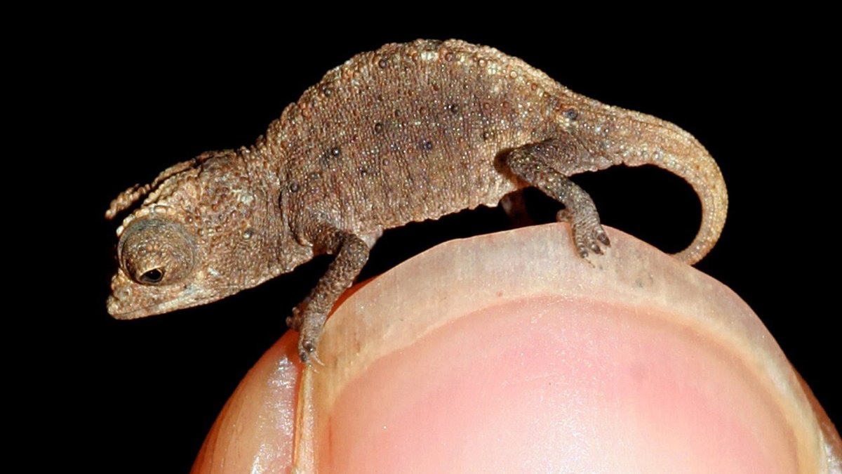 Геккон эублефар милые