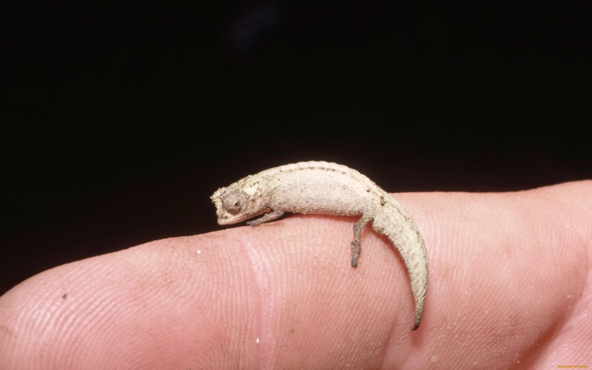 Микро хамелеон Brookesia Micra