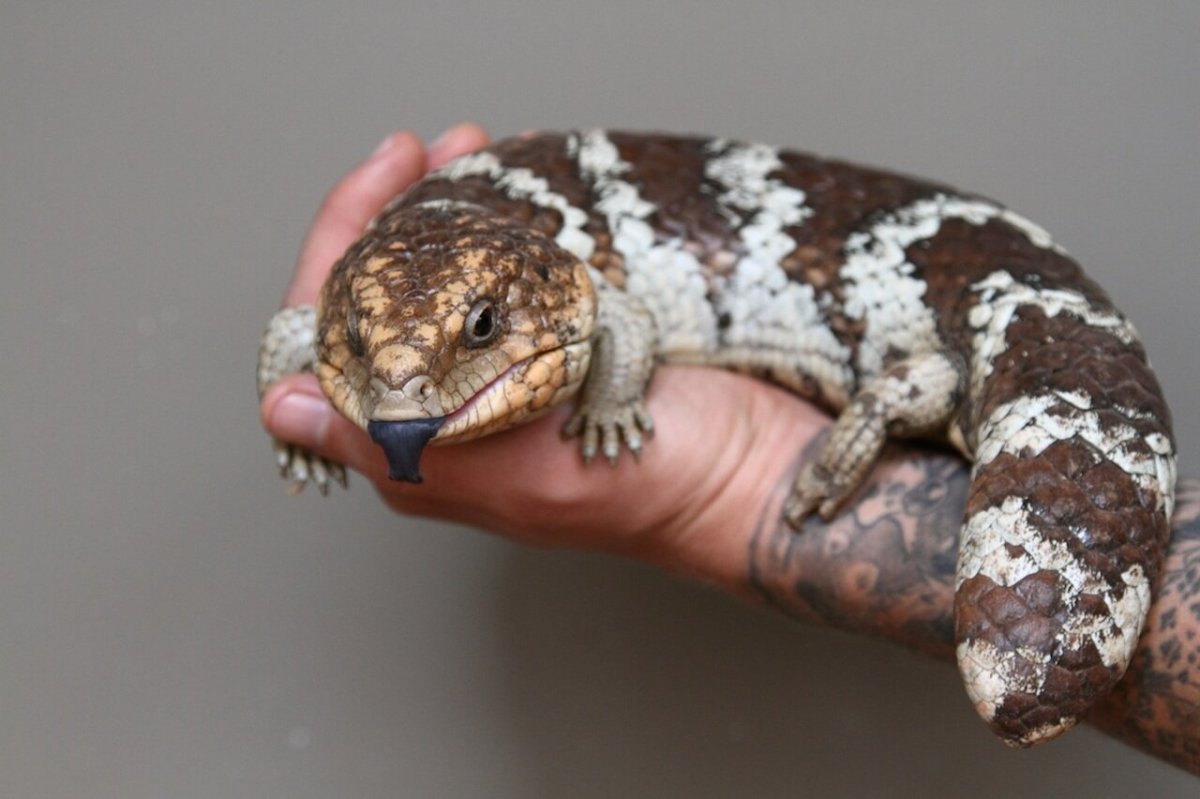 Ящерица Минимализм