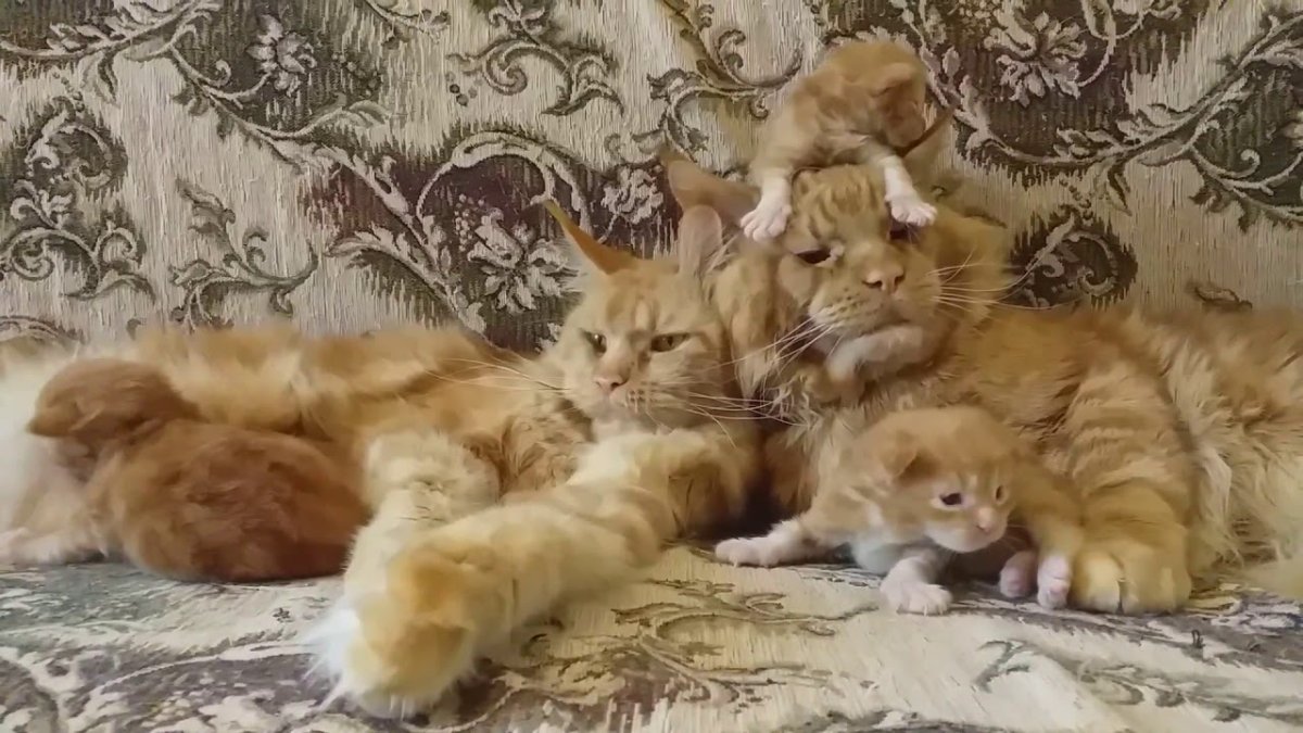 Мейн кун Джокер Марина Фомичева