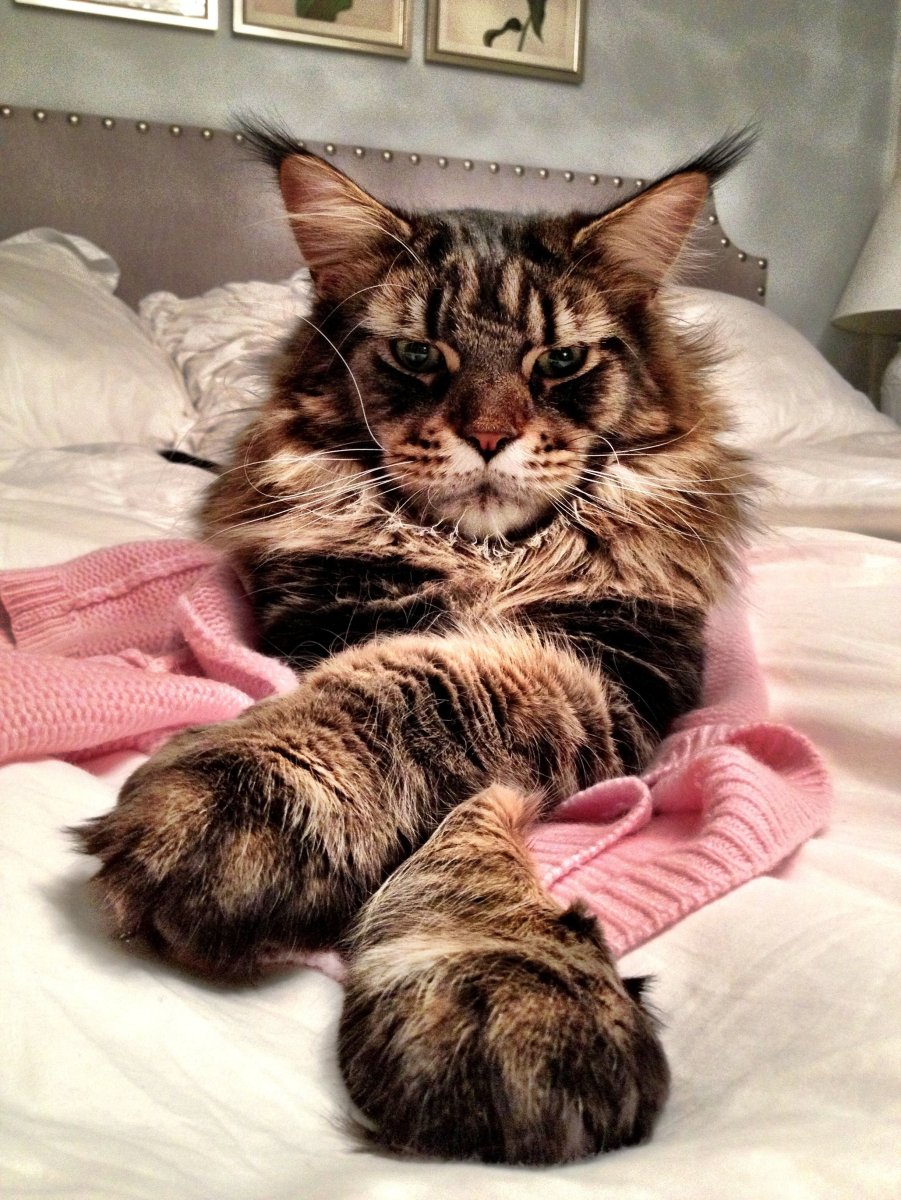 Рэгдолл и Мейн кун