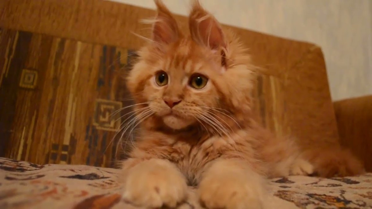 Гифка очень пушистого котенка Мейн кун