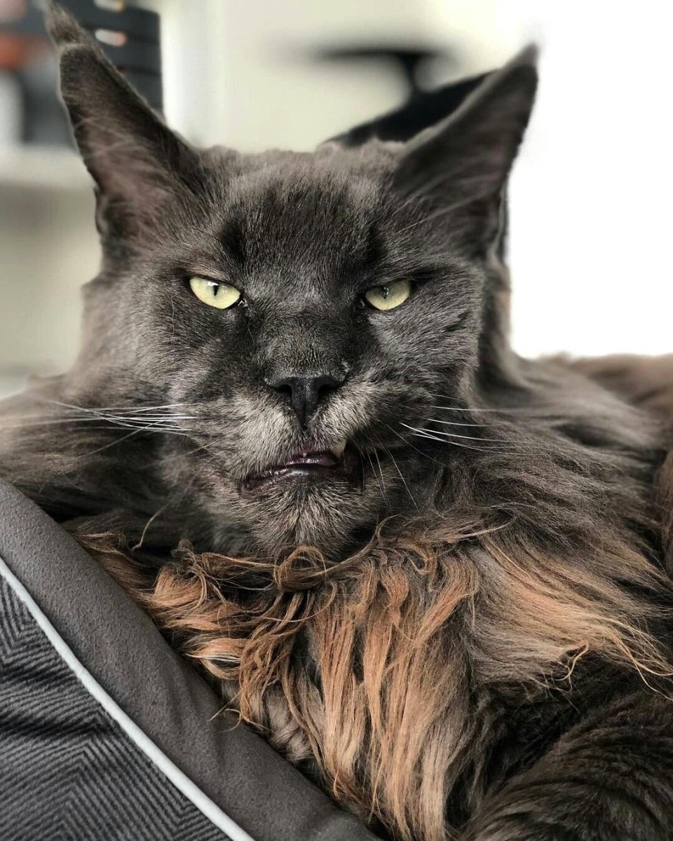 Кот Мейн кун черный