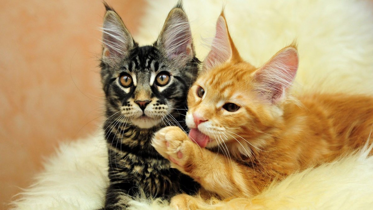 Кошка Мейн кун