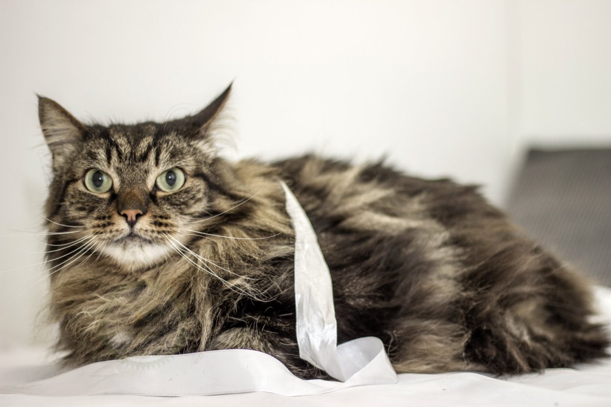 Роскошный кот