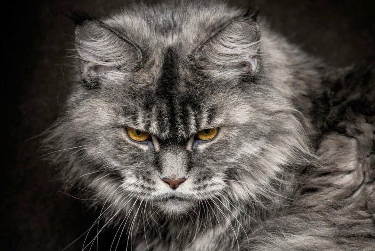 Кот Мейн кун Графика