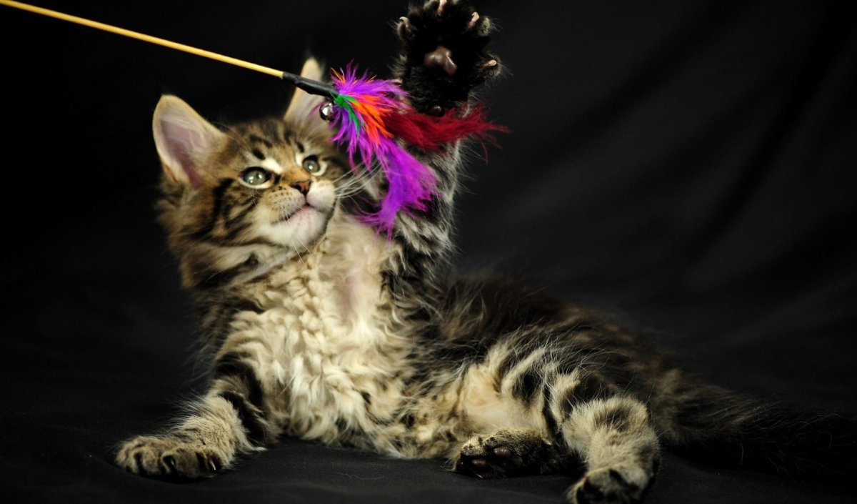 Кошка Мейн кун с котятами