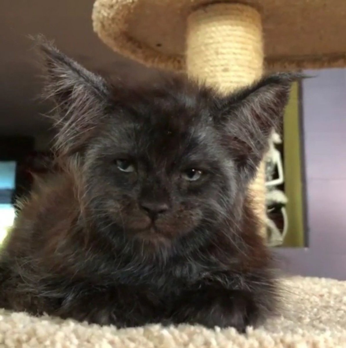 Кот Король Мейн кун