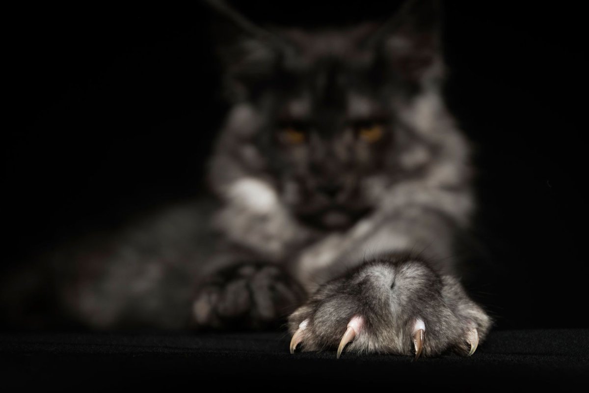 Мейн кун наглый