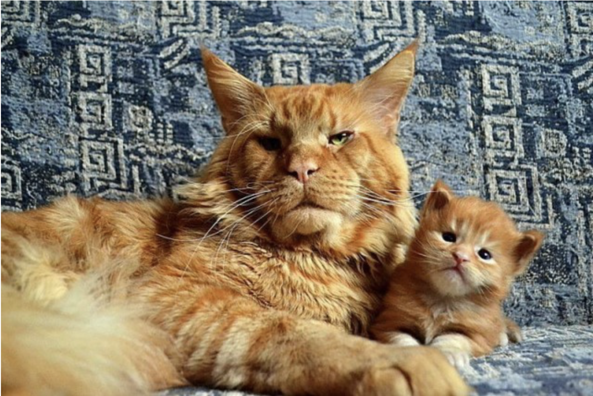 Мейн кун Джокер