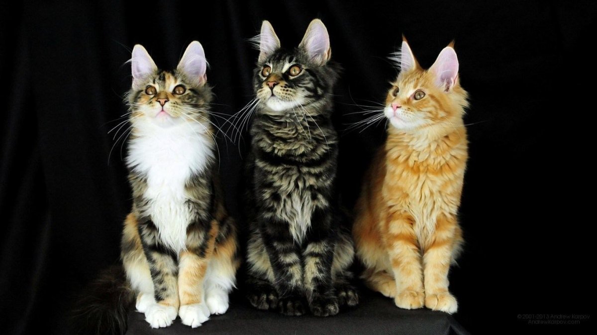 Черно рыжий кот Мейн кун