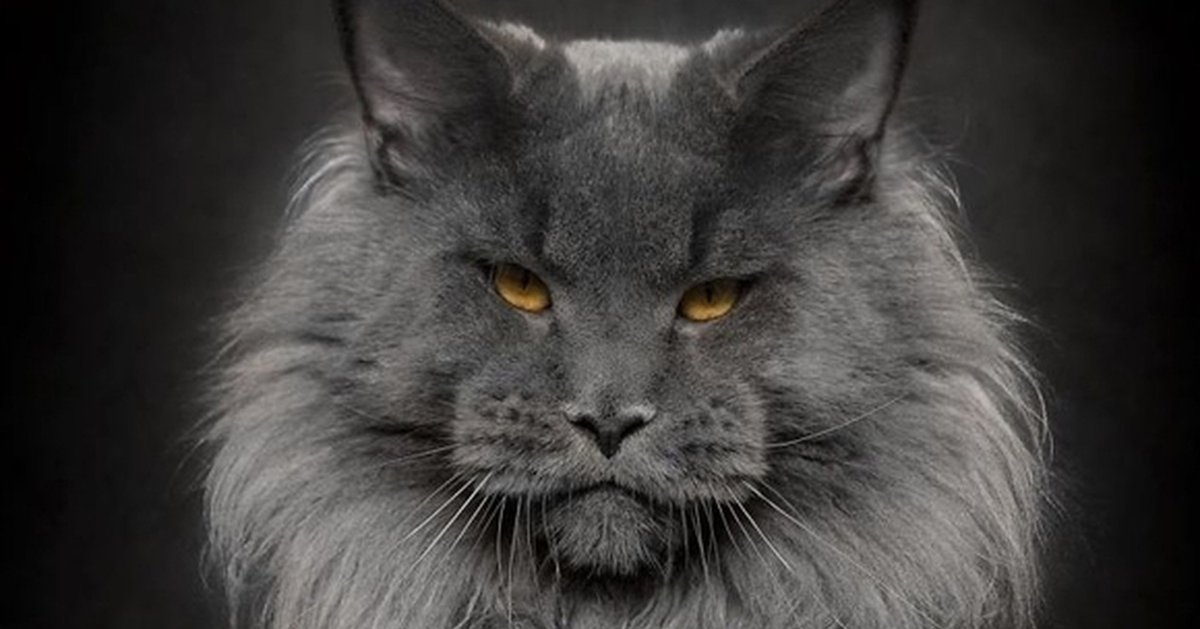 Мейн кун Павла воли