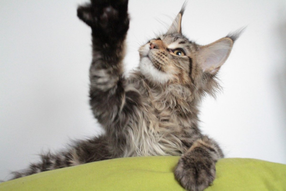 Рыжие Мейн куны семья