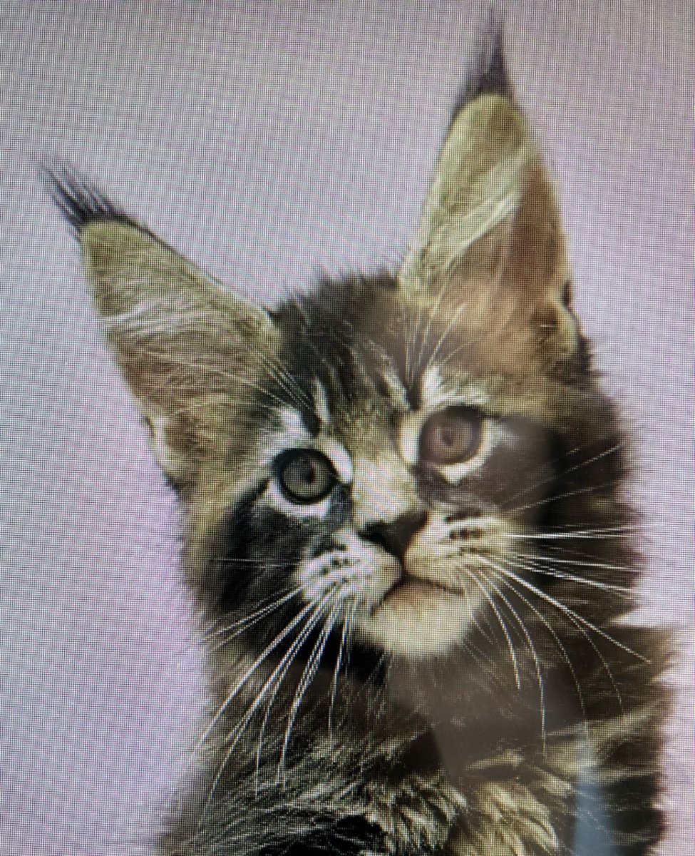 Кот Джокер Мейн кун