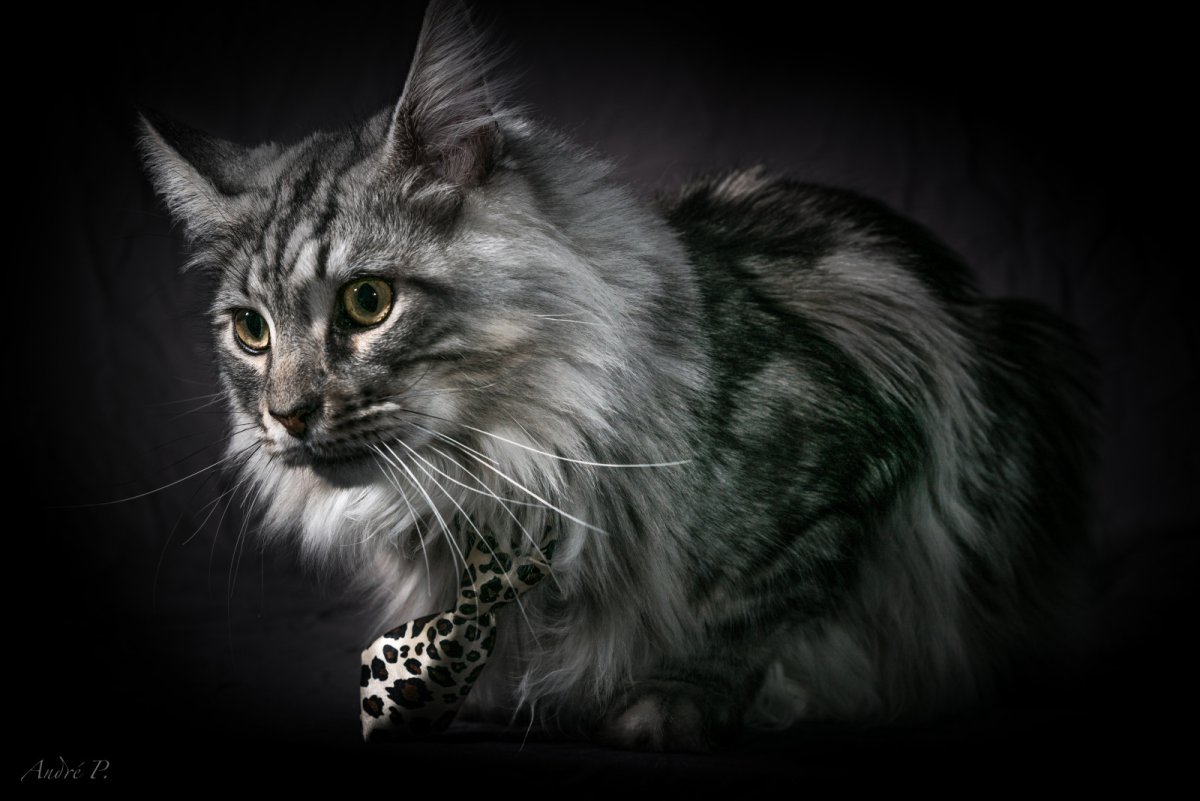 Кошка Мейн кун с котятами