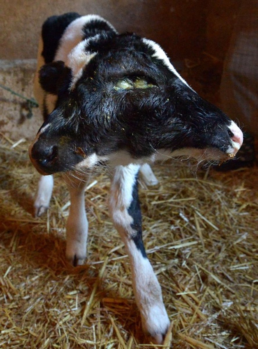 Страшные мутации животных