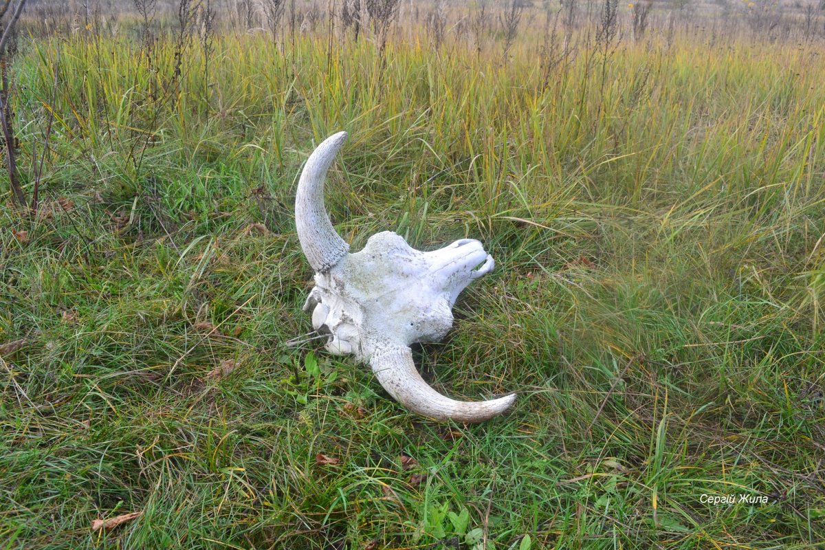 Новорожденный птенец Колибри